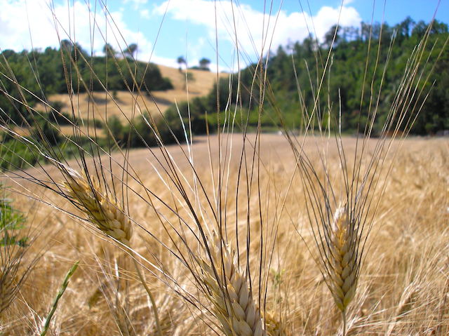 Dalle «Omelie sui vangeli» di san Gregorio Magno,”Senso di responsabilità nel ministero”