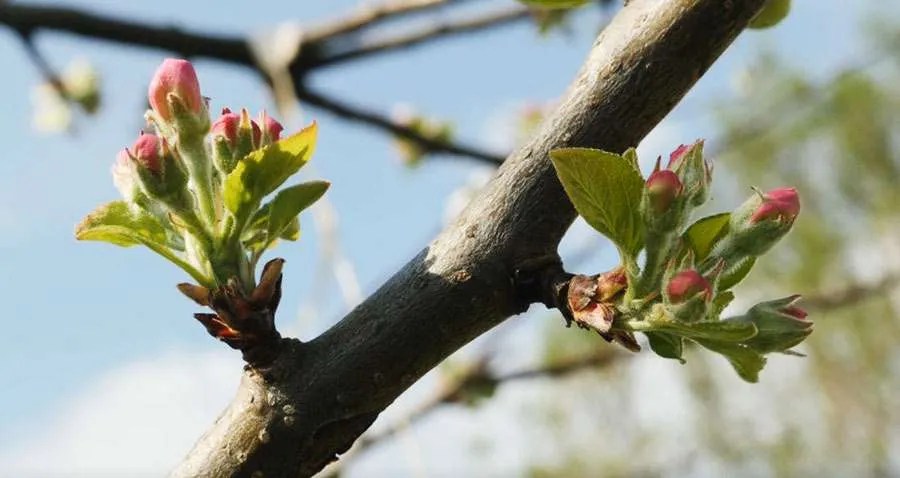 Don Paolo Zamengo” Una gemma&nbsp;racconta”