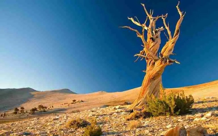 #PANEQUOTIDIANO, «VENNE A CERCARVI FRUTTI, MA NON NE&nbsp;TROVO’»