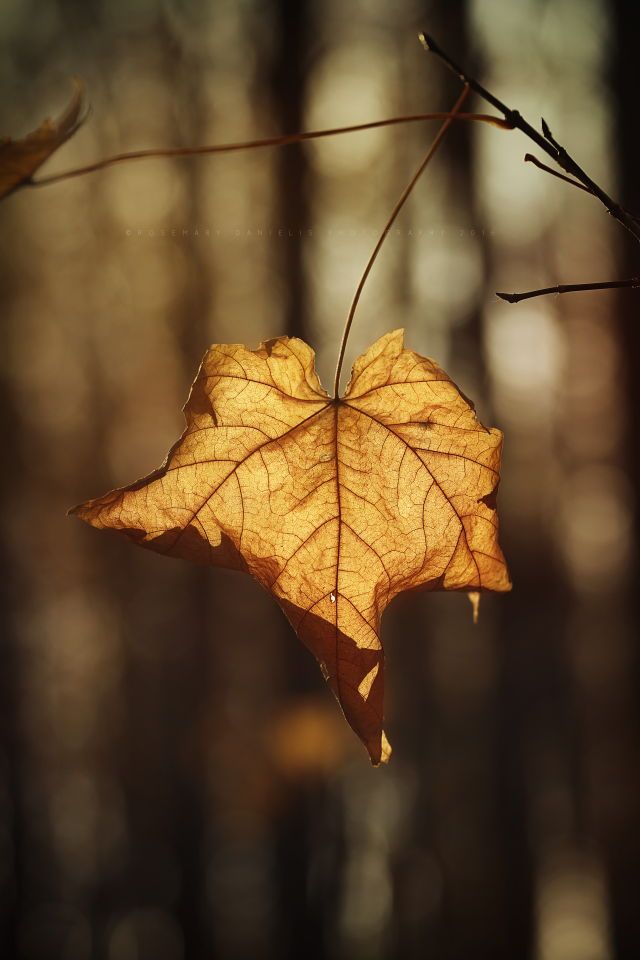 DAL TRATTATO «SULLA MORTE» DI SAN CIPRIANO,”CACCIATA LA PAURA DELLA MORTE, PENSIAMO ALL’IMMORTALITÀ”