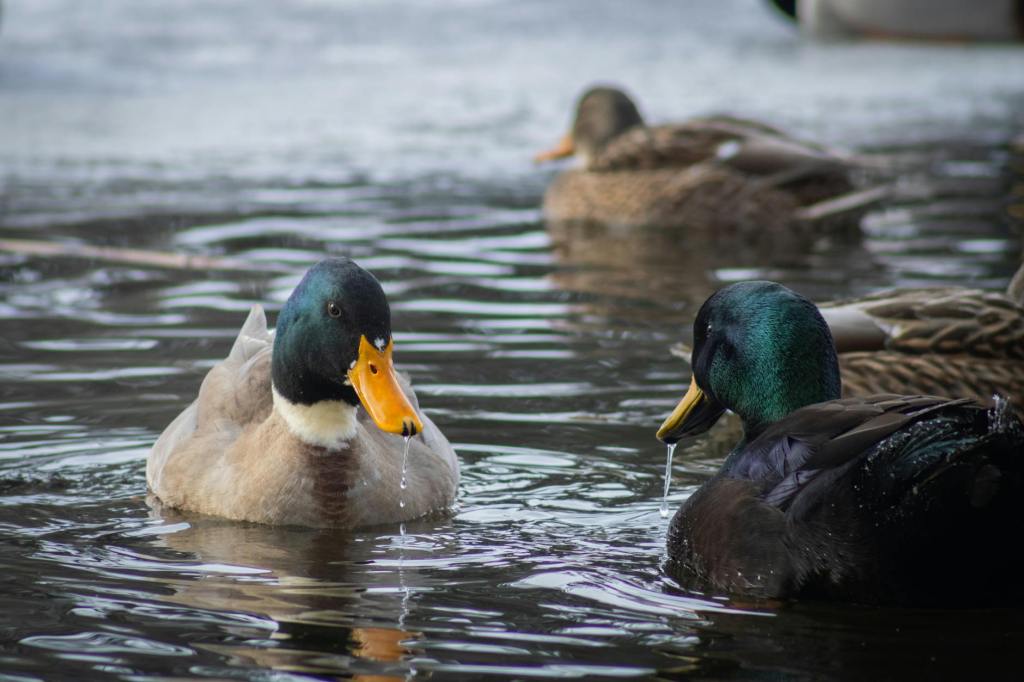 don Marco Pozza”La (mia) Quaresima dell’anatra”